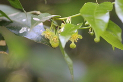 Drypetes arguta
