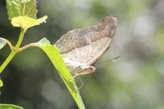 Cymothoe coranus coranus
