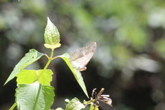 Cymothoe coranus coranus