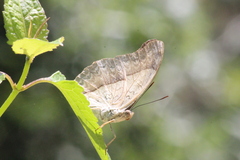 Cymothoe coranus coranus
