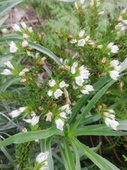 Echium