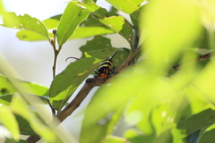 Tragocephala formosa