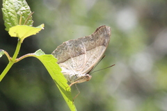 Cymothoe coranus coranus