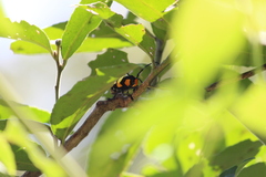 Tragocephala formosa