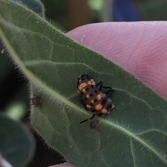 Cycloneda sanguinea