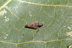 Jassargus