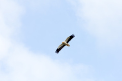 Neophron percnopterus