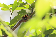 Tragocephala formosa