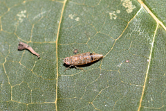Jassargus