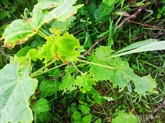 Abelmoschus esculentus