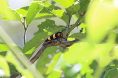 Tragocephala formosa