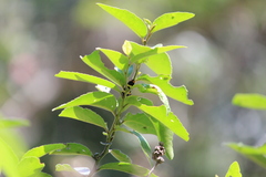 Tragocephala formosa