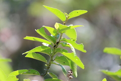 Tragocephala formosa