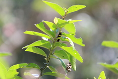 Tragocephala formosa