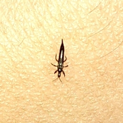 Thysanoptera