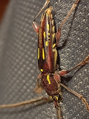 Ambonus distinctus