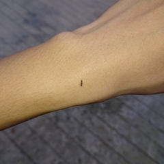 Thysanoptera