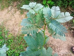 Prosopis juliflora