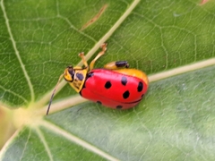 Oedionychina