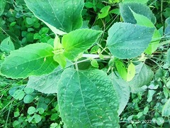 Acalypha indica