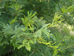 Vachellia natalitia