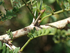 Vachellia natalitia