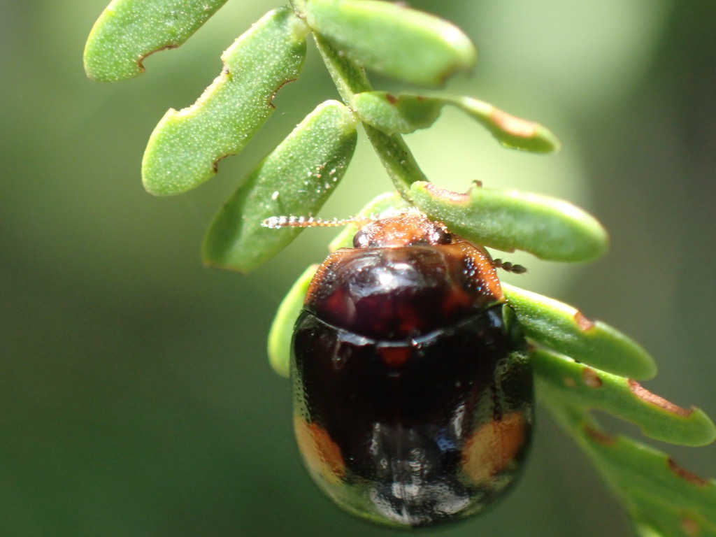 Centroscelis notata