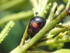 Chrysomelinae