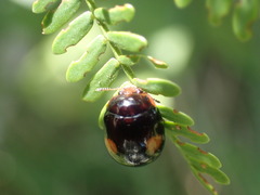 Chrysomelinae