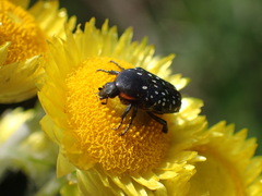 Oxythyrea marginalis