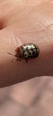 Conchyloctenia punctata