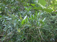 Pavetta lanceolata
