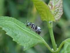 Polyrhachis schlueteri