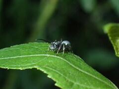 Polyrhachis schlueteri