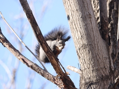 Sciurus vulgaris