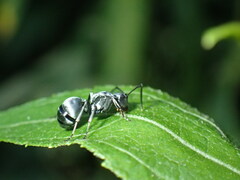 Polyrhachis schlueteri