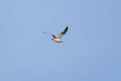 Larus fuscus barabensis