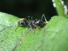 Camponotus arminius