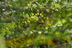 Euodynerus hidalgo boreoorientalis