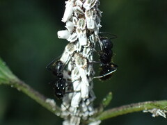 Camponotus arminius