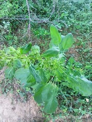 Acalypha indica