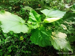 Abelmoschus esculentus