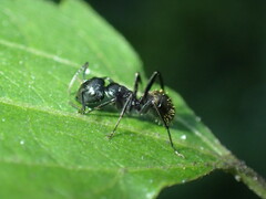 Camponotus arminius