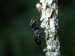 Camponotus arminius