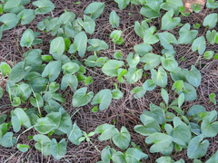 Arisarum simorrhinum