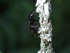 Camponotus arminius