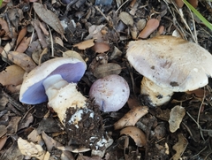 Cortinarius caligatus