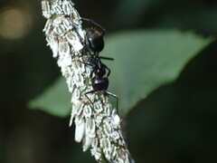 Camponotus arminius