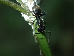 Camponotus arminius