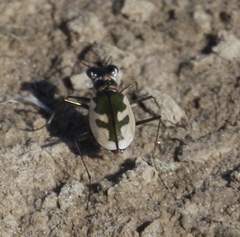 Eunota pamphila